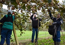 Recogida de la cosecha de kiwis en Kiwiastur.
