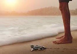 Escena de la película documental 'Turtle Walker' que abrió el festival 'Wild Oceans' en el Acuario.