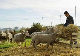 Las principales líneas de la estrategia europea de relevo generacional