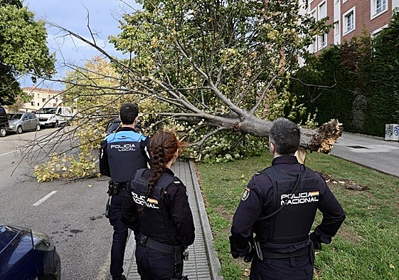 Imágenes de los incendios forestales y de los estragos causados por el viento este miércoles en Asturias.