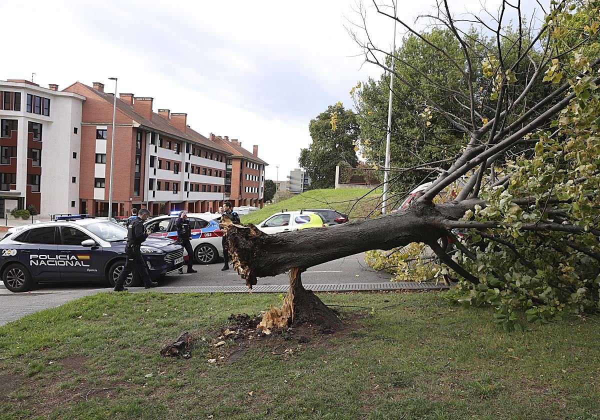 Los estragos del viento en Gijón, en imágenes