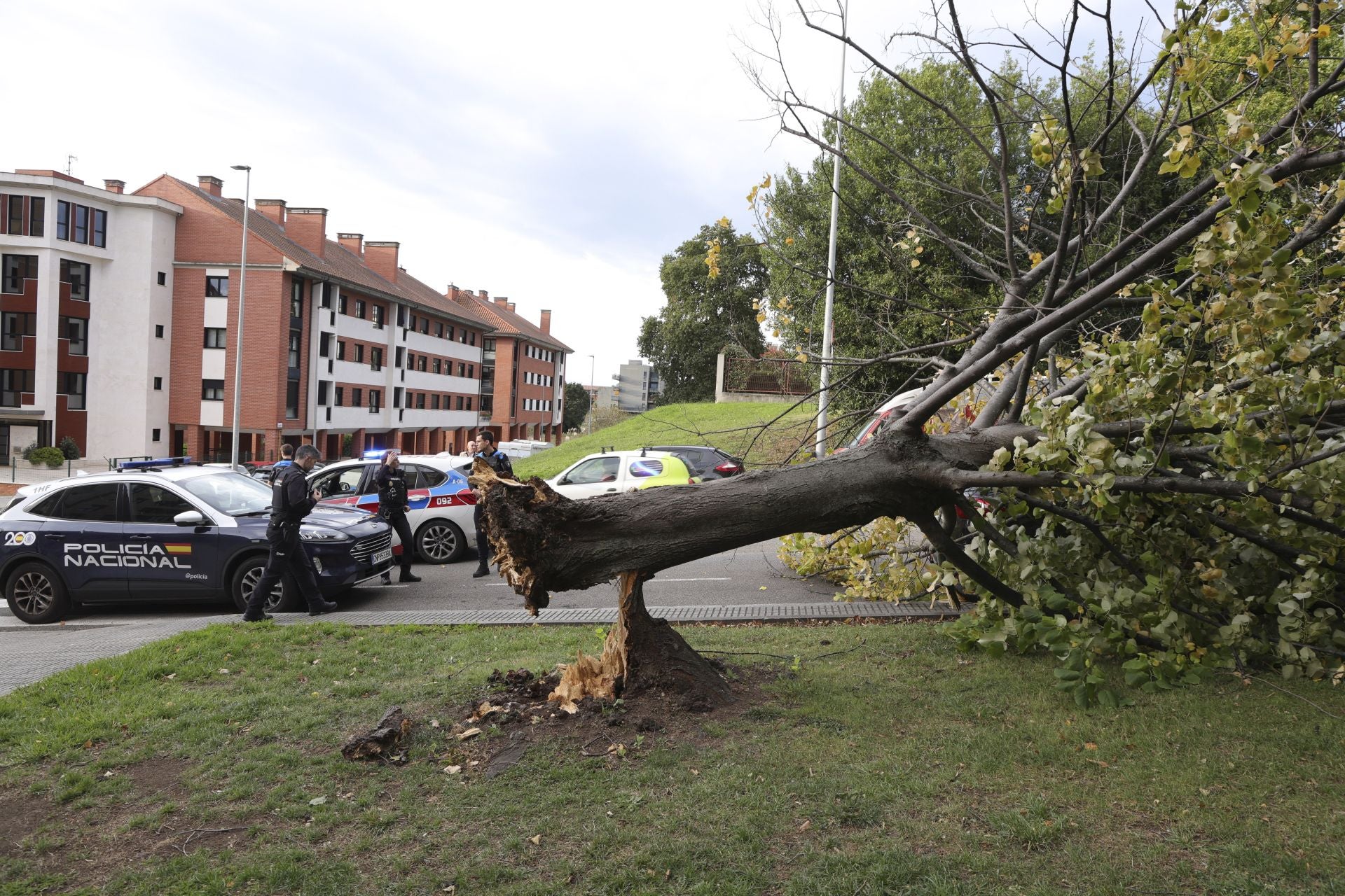 Los estragos del viento en Gijón, en imágenes