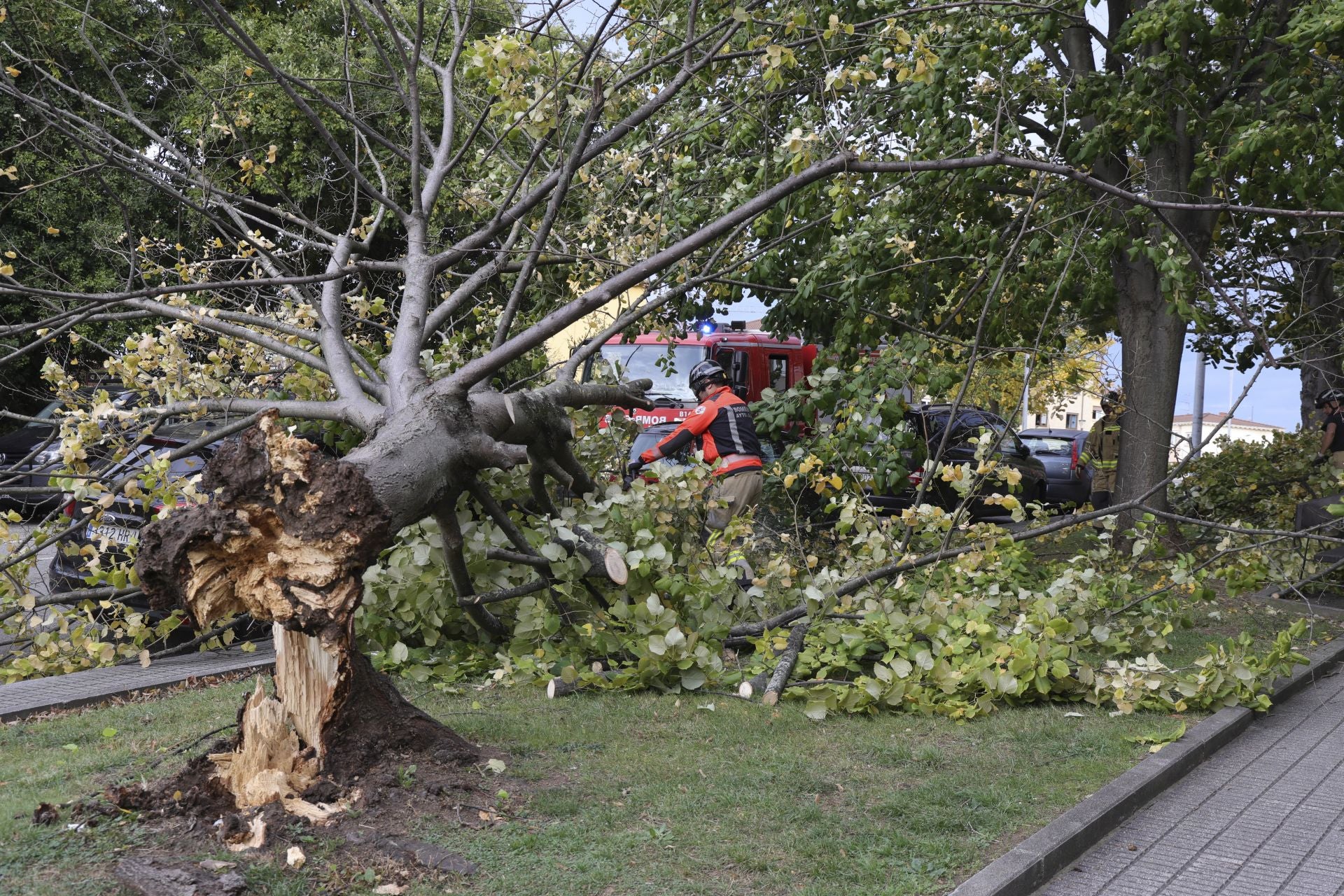 Los estragos del viento en Gijón, en imágenes