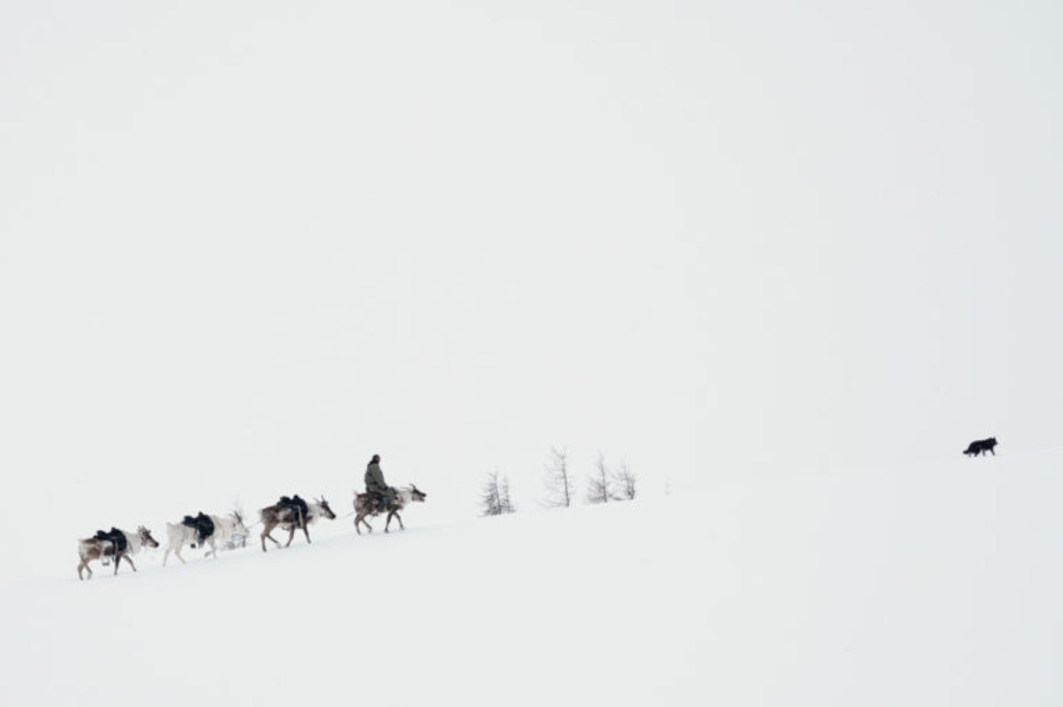 Imagen promocional del documental 'Winter Taiga' que se proyecta el día 6 de noviembre.