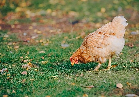 Medidas en Asturias contra la gripe aviar: prohibido criar aves de corral al aire libre en ocho concejos