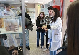 Alumnos visitando el Museo de Anatomía de la Facultad de Medicina durante la Semana de la Ciencia.