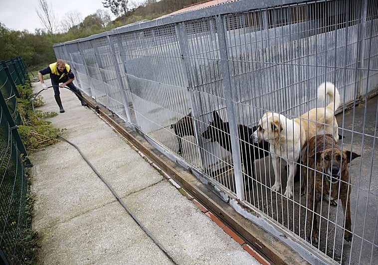 Langreo licita la gestión de su albergue para 63 perros y 3 gatos