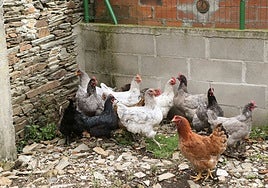 En Asturias hay ocho concejos de especial vigilancia.