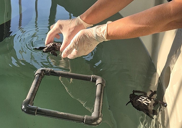 Papilla de bocarte, chipirón y merluza para alimentar a 20 crías de tortuga boba en Gijón