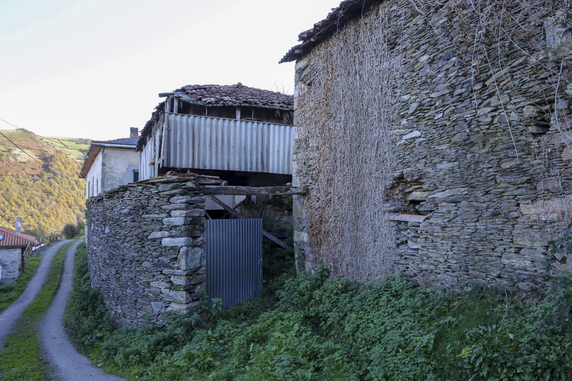 Tomasín, en paradero desconocido: las imágenes de la búsqueda en Tineo