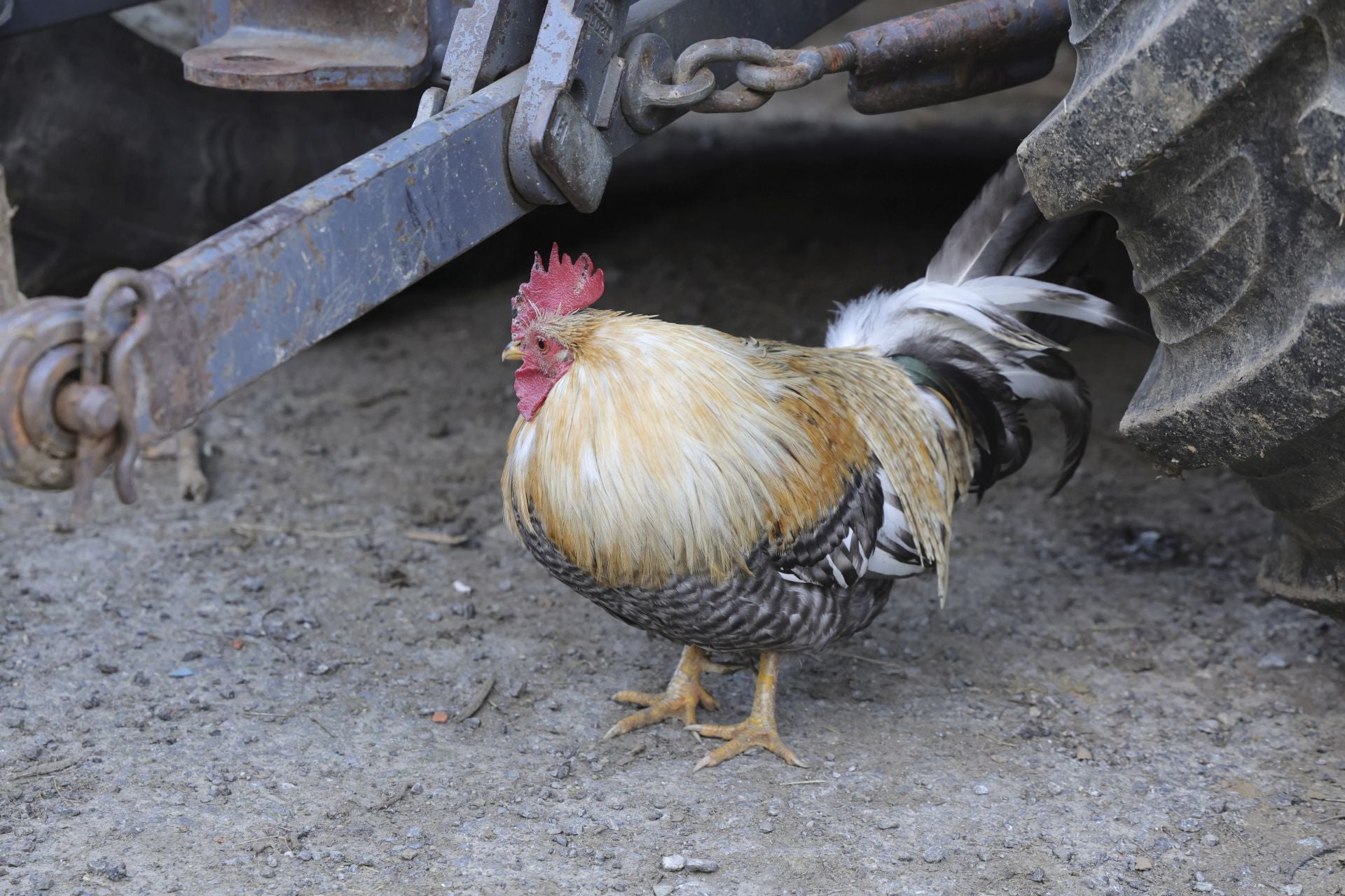 Tomasín, en paradero desconocido: las imágenes de la búsqueda en Tineo