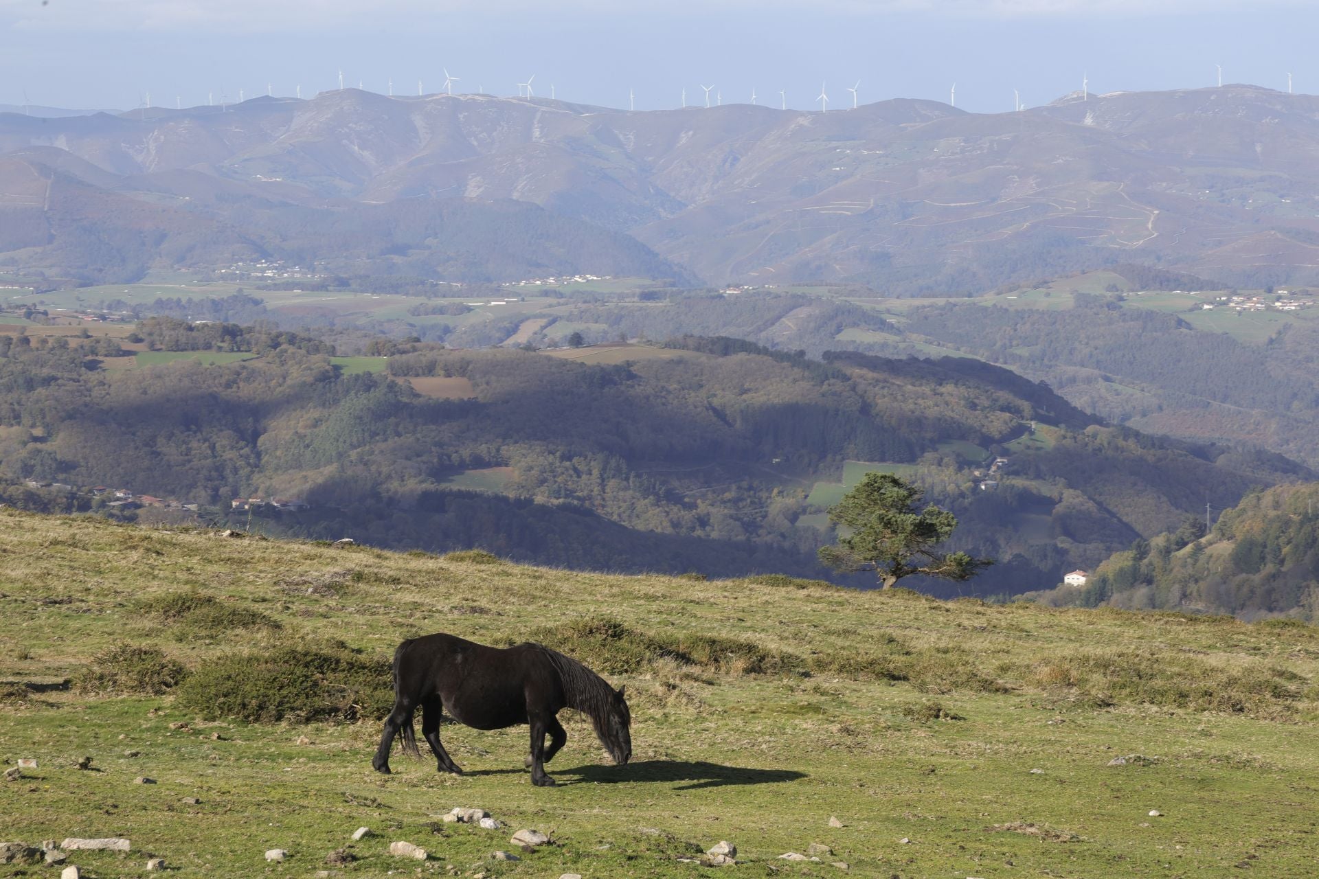 Tomasín, en paradero desconocido: las imágenes de la búsqueda en Tineo