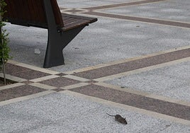 Una rata por el céntrico Paseo de Begoña, en Gijón.
