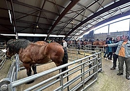 URA urge al Principado la tramitación online de las altas de ganado equino
