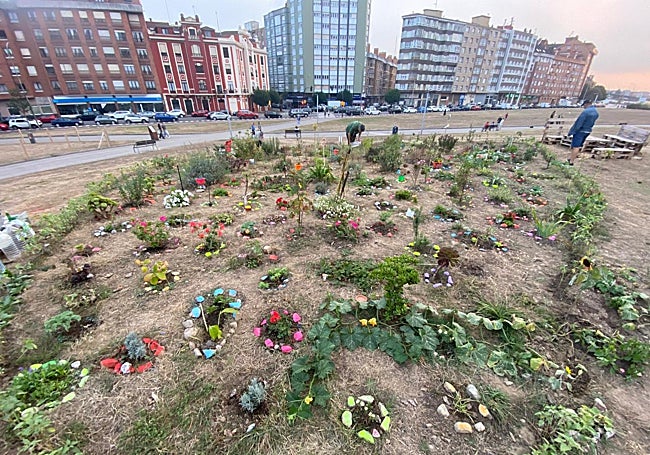 Huerto urbano cultivado en el 'solarón.