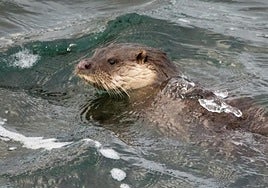 El ejemplar de nutria avistado este domingo en la zona de Poniente detrás del Talaso.