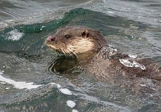 El ejemplar de nutria avistado este domingo en la zona de Poniente detrás del Talaso.