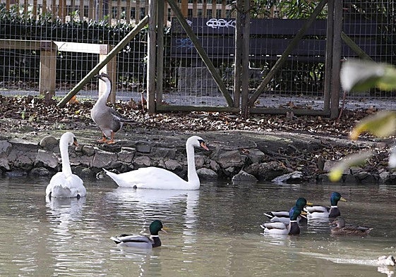 Aves en el parque de Isabel la Católica, en Gijón.