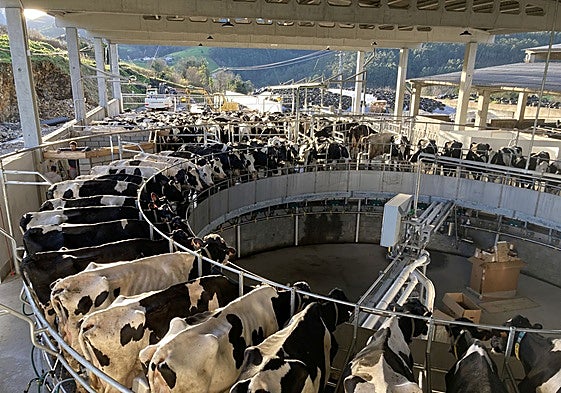 Robot de ordeño en la ganadería Concello, en el municipio de Coaña.