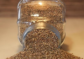 La lenteja pardina es la más utilizada actualmente en la cocina asturiana.