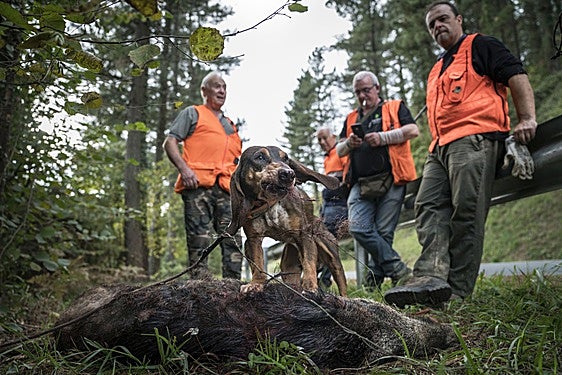 Un jabalí recién abatido.