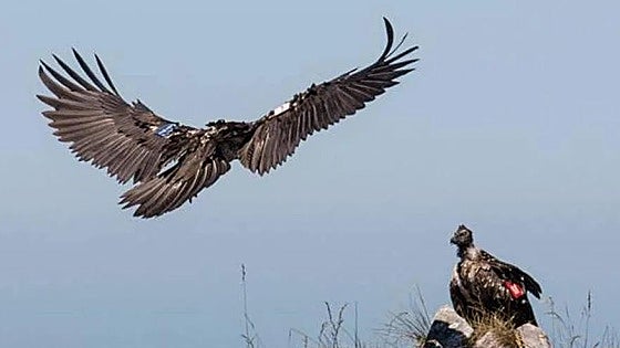 Muere envenenado 'Centenario', un quebrantahuesos liberado en Picos de Europa en 2017