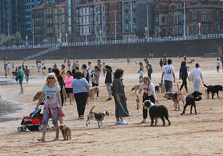 El Ayuntamiento de Gijón abre San Lorenzo a los perros en las noches de verano