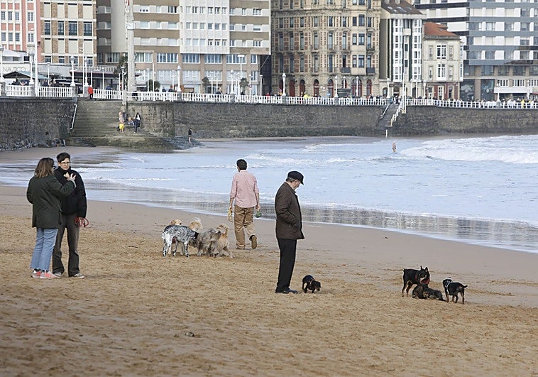 «Los que en la playa no recogen los excrementos del perro del día ¿lo van a hacer de noche?»