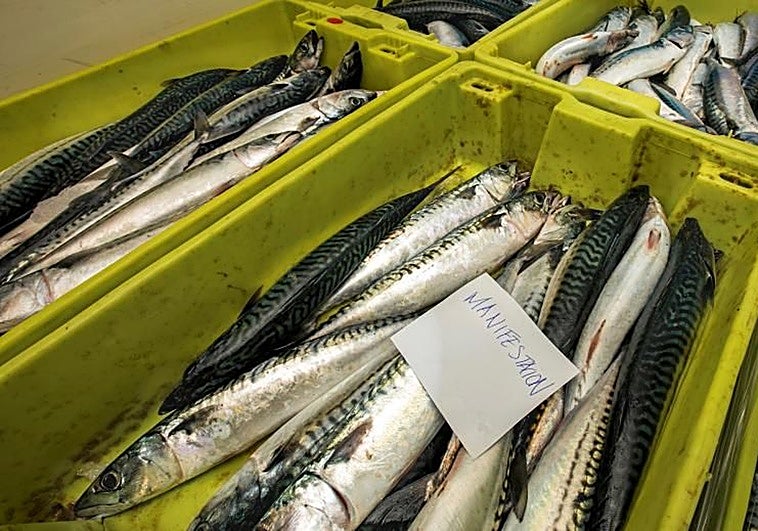 La xarda amplía su área de reproducción hacia el norte debido al calentamiento global