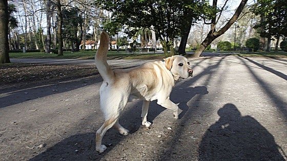 Los dueños de perros de Gijón, sobre prohibirlos en el parque Isabel la Católica: «Pagaremos justos por pecadores»