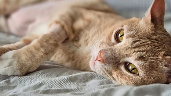 El caso de Marlon, el gato de Gijón que despertó una ola de solidaridad masiva: «Estamos convencidos de que nuestro guerrero saldrá adelante»
