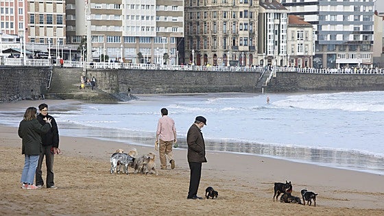Nueva ordenanza de bienestar animal de Gijón: rechazo al acceso de perros a las piscinas y a la creación de un hospital de fauna urbana