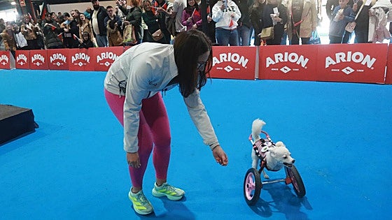 'Lola', la perra sin patas delanteras que sorprende con su desparpajo en el Espacio Mascotas de Gijón