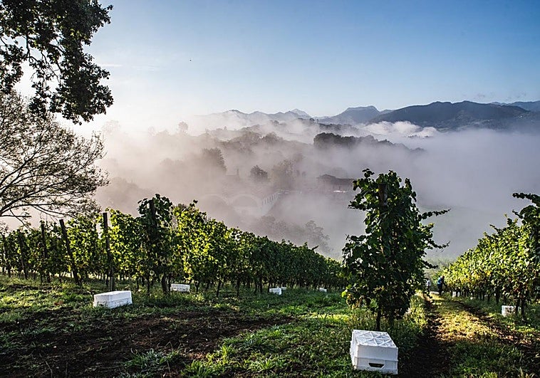 El oriente de Asturias que mima la viña redondea la experiencia enoturística
