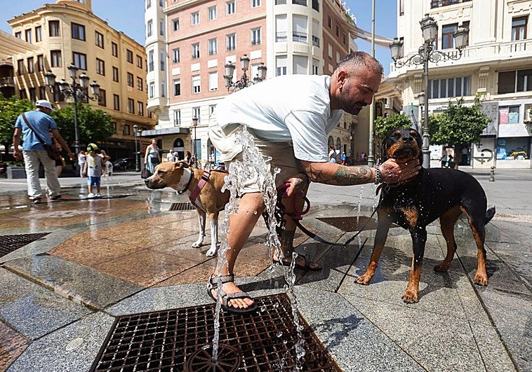¿Cómo evitar el golpe de calor en perros y gatos?: consejos para frenar esta urgencia que puede ser mortal