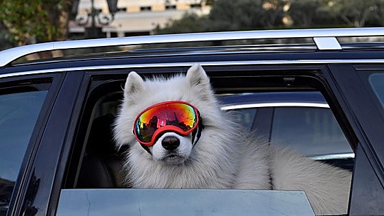 Claves de la nueva normativa europea para viajar con mascotas