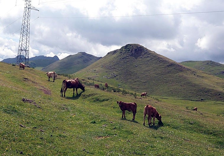 El Supremo da carpetazo al conflicto en Puerto Pinos y pierde Mieres: «Dice que subir ganado a Babia sería como subir fardos de marihuana»