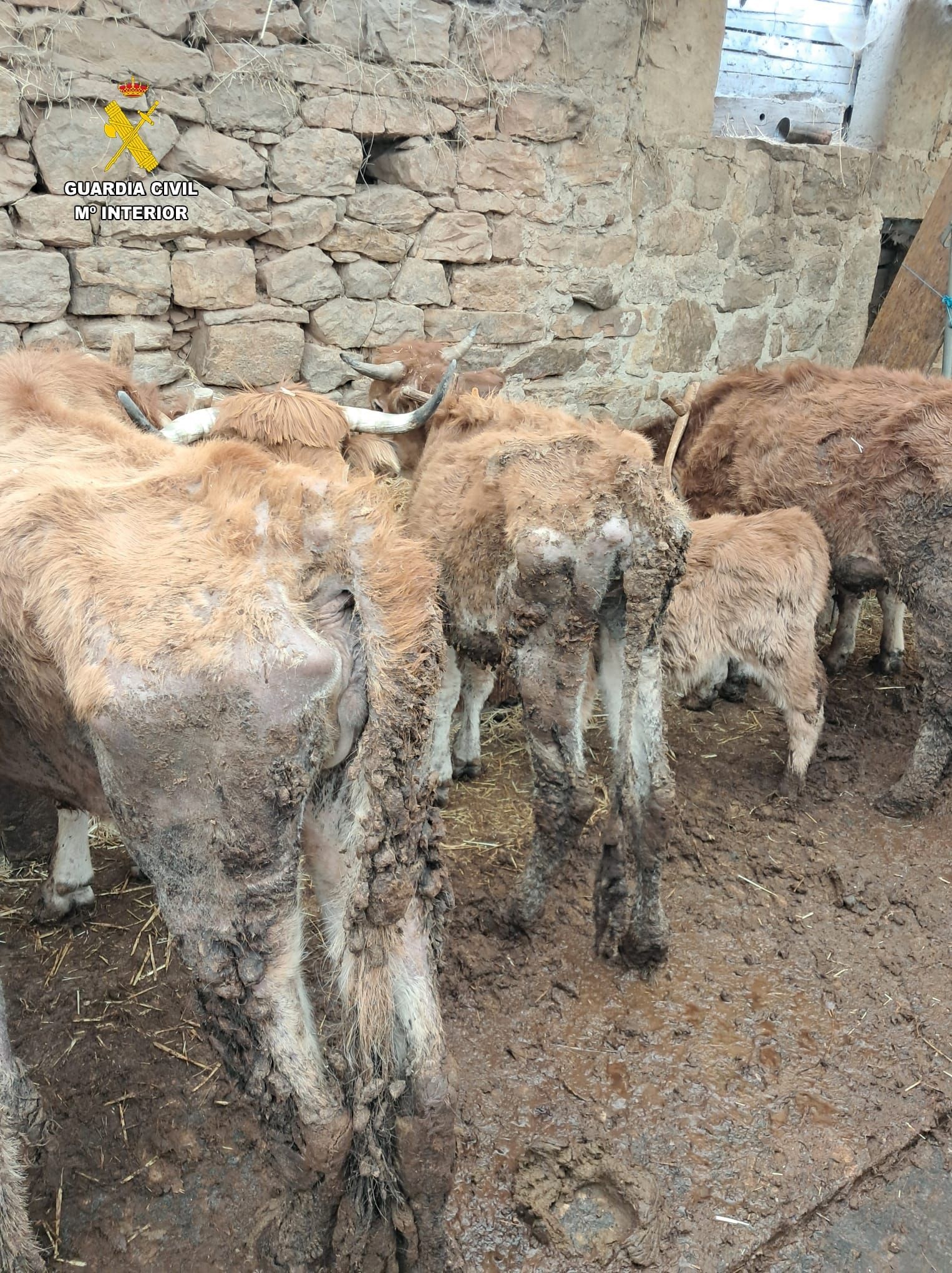 Cuatro vacas muertas y un matrimonio investigado en Panes: alegan falta de recursos para costear un veterinario