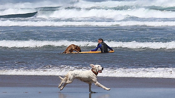 El colectivo 'Perros de Castrillón' reivindica el acceso nocturno a las playas del concejo en verano
