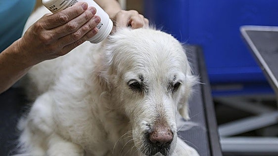 Qué debe llevar el botiquín de primeros auxililos de tu mascota