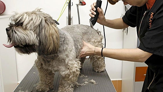 El calor activa el aumento de garrapatas: cómo proteger a las mascotas