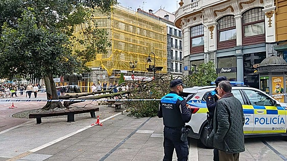 La caída de un árbol junto a La Jirafa, en Oviedo, crea el desconcierto entre los viandantes aunque sin daños personales