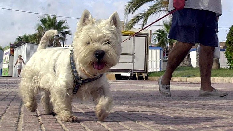 Un hombre pasea con su mascota en una zona de veraneo.