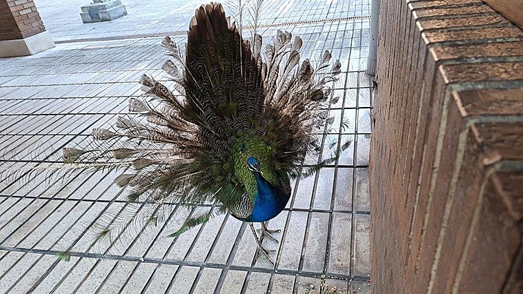 Conmoción por la muerte de 'Pavorotti', el pavo real atropellado en Oviedo: «Falleció en mis manos»