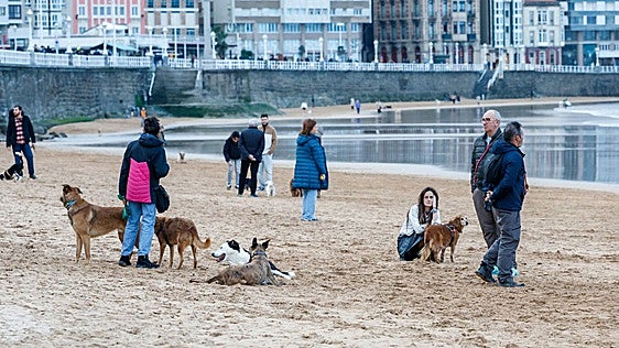 La nueva Ordenanza de Protección y Bienestar Animal de Gijón, lista para su aprobación definitiva