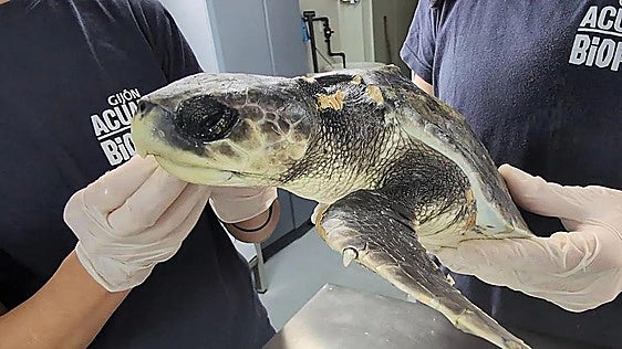 La tortuga lora vuelve al mar tras seis meses de rehabilitación en el Acuario de Gijón