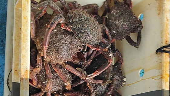 Dos operaciones contra el furtivismo en el Occidente de Asturias dejan 31 kilos de centollo y 20 santiaguinos decomisados