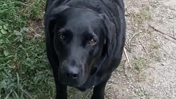 Buscan a 'Beta', la labradora negra que moviliza al Valle de Turón tras escaparse durante una tormenta
