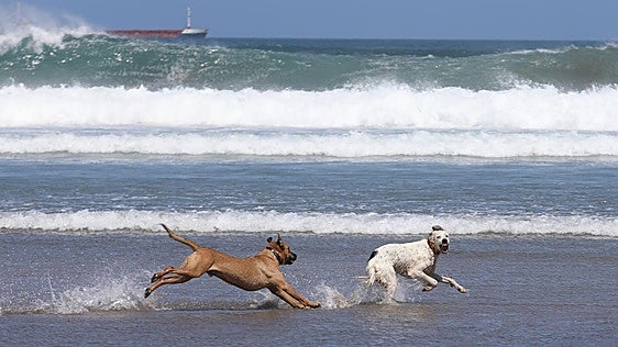 Dos perros juegan en la orilla de la playa de Salinas en una foto de archivo