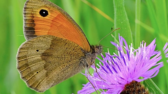 La belleza también influye en la ciencia: las mariposas más bonitas reciben más atención y leyes de protección